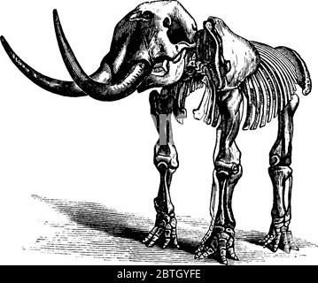 Mastodon ist Skelett eines Elefanten, ein Tier des Säugetieralters mit langen länglichen Zähnen, Vintage-Linie Zeichnung oder Gravur Illustration. Stock Vektor