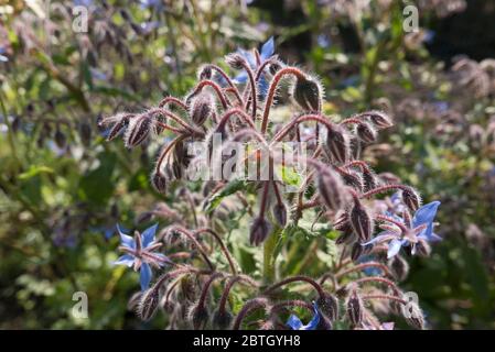 Borage oder Borago officinalis auch als Sternenblühpflanze bekannt Stockfoto