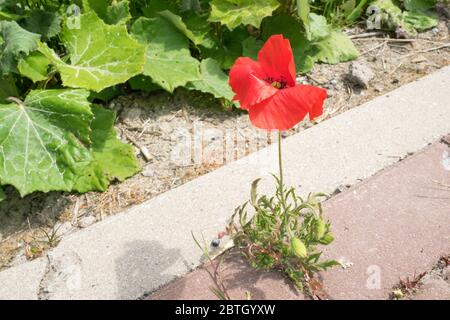 Einzelne lebendige rote Mohnblume (Papaver somniferum) Blume auf der Seite der Straße Stockfoto