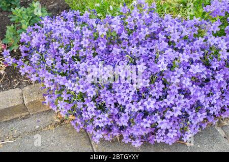 Schöner Bund aus dunkelviolett bis violett gefärbten Glockenblumen (Campanula) in einem Garten Stockfoto