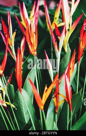 Leuchtend rote und gelbe Heliconia Golden Torch Blüten oder Heliconia psittacorum oder Papageienblüte. Unscharfer natürlicher Hintergrund, selektiver Fokus. Stockfoto