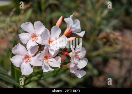 Weißer Rosenlaube - Nerium Oleander - Familie des Hundeggiftes. Stockfoto