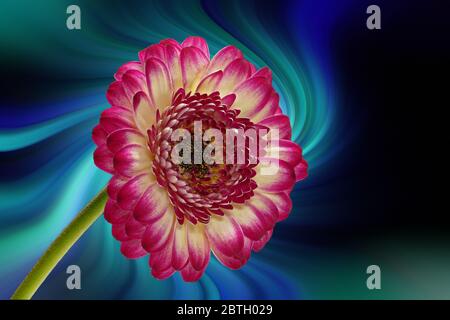 Gerbera jamesonii vor einem abstrakten Hintergrund. Stockfoto