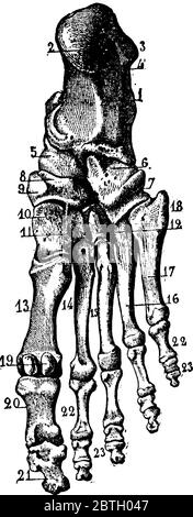 Die Tarsalknochen des Fußes befinden sich im Mittelfuß und im Hinterfußbereich des menschlichen Fußes, Vintage-Strichzeichnung oder Gravurzeichnung. Stock Vektor