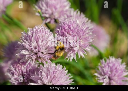 Garten-Schnittlauch Stockfoto