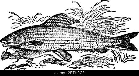 Eine Gattung von Süßwasserfischen aus der Familie der Lachse, mit dem kleineren Mund und den kleineren Zähnen und durch die lange, vielstrahlige Rückenflosse. Die Gattung ist vertreten Stock Vektor