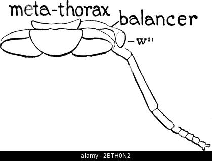 Die Pferdefliege ist ein Mitglied der Gattung Tabanus, mit schwachen rauchigen Flecken auf den Flügeln. Diese Figur stellt Metathorax der Horse Fly, Vintage Linie d dar Stock Vektor