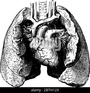 Eine typische Darstellung des Herzens und der Lunge, mit ihren Teilen beschriftet, Vintage-Strichzeichnung oder Gravur Illustration. Stock Vektor