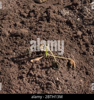 Frostschäden im späten Frühjahr an einer selbst angebauten Bio-Zucchini-Pflanze (Cucurbita pepo) auf einer Zuteilung in einem Gemüsegarten im ländlichen Devon, England, Großbritannien Stockfoto