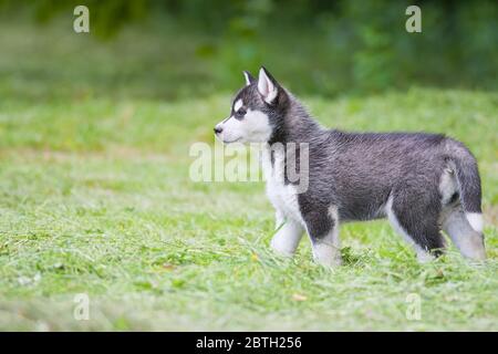 Cute Siberian Husky Welpen auf Gras Stockfoto