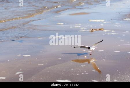 Möwe auf einem Bein auf der Meeresküste in der Nähe des Wassers Stockfoto