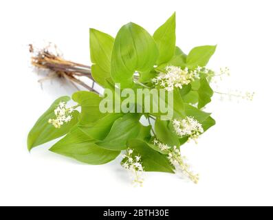 Maianthemum bifolium, falsche Maiglöckchen oder Maiglöckchen Stockfoto