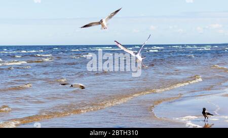 Schwarm Möwen, die über dem Wasser fliegen Stockfoto