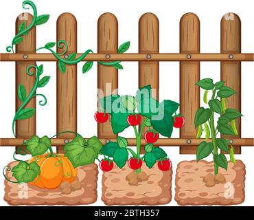 Gemüse wächst im Garten auf weißem Hintergrund Illustration Stock Vektor
