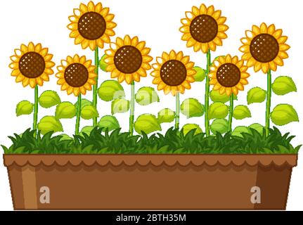 Schöne Sonnenblumen in Topf auf weißem Hintergrund Illustration Stock Vektor