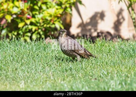 Ein junger Starling (Sturnus vulgaris) steht auf einem grünen Rasen in einer städtischen Gartenanlage. Stockfoto