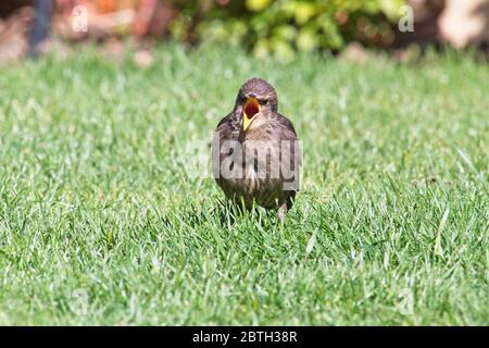 Ein junger Starling (Sturnus vulgaris) steht auf einem grünen Rasen in einer städtischen Gartenanlage. Stockfoto