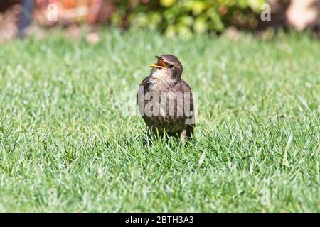 Ein junger Starling (Sturnus vulgaris) steht auf einem grünen Rasen in einer städtischen Gartenanlage. Stockfoto