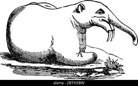 Deinotherium, schreckliche Bestie, ein gigantischer prähistorischer Verwandter moderner Elefanten, der im mittleren Miozän erschien und bis zum Grafen fortfuhr Stock Vektor