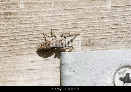 Eine Zaunpfosten-Spinne, Marpissa muscosa, Jagd nach Nahrung auf einem hölzernen Tor am Rande des Waldes im Frühjahr. Stockfoto