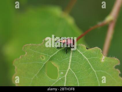 Ein hübsches Blatt rollenden Weevil, Byctiscus populi, auf einem Aspen-Baum Blatt, Populus tremula, im Wald. Stockfoto