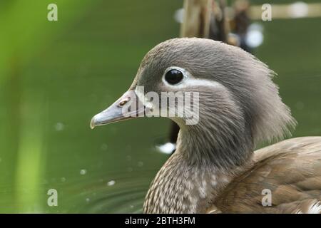 Ein Kopffoto einer hübschen weiblichen Mandarinente, Aix galericulata, die in einem Teich schwimmend. Stockfoto