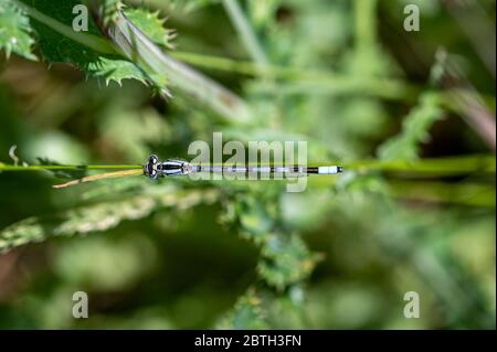 Blick hinunter auf eine unreife männliche gemeinsame blaue Damselfliege, Enallagma cyathigerum Stockfoto