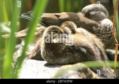 Ein süßes Mandarinentlein, Aix galericulata, das auf einem Holzstamm im Schilf am Rande eines Teiches mit seinen Geschwistern und der weiblichen Elternente sitzt. Stockfoto