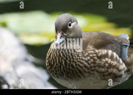 Ein Kopffoto einer hübschen weiblichen Mandarinente, Aix galericulata, die auf einem Holzstamm in einem Teich steht. Stockfoto