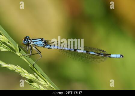 Eine neu aufgetauchte Blaue Dasselfliege, Enallagma cyathigerum, die auf einem Gras stampfen und ein Insekt essen. Stockfoto