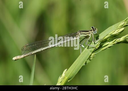 Eine neu entstandene seltene weibliche Weißbeinige-Damselfliege, Platycnemis pennipes, die im Frühjahr auf Gras raste. Stockfoto