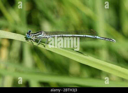 Ein neu aufgetauchtem Männchen Weißbeinfliege, Platycnemis pennipes, die im Frühjahr auf Gras ragt. Stockfoto