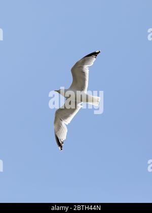 Brighton, Großbritannien. 23. Mai 2020 EINE Möwe, die hoch unter einem klaren blauen Himmel fliegt. Kredit: James Boardman Stockfoto