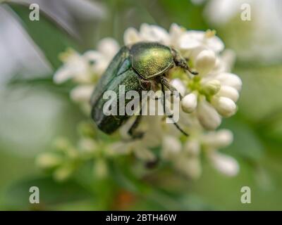 Nahaufnahme des europäischen Rosenschnapffs auf wilder Blütenblattblume, Cetonia aurata Stockfoto