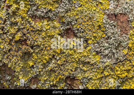 Nahaufnahme von gelben Flechten auf Rindenoberfläche Stockfoto