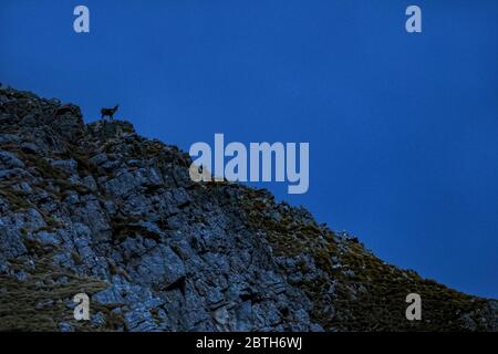 Italien - Nationalpark Abruzzen - Monte Marsicani - Gemsen der Abruzzen oder Apennin ( Rupicapra pyrenaica ornata ) - Monti della Meta Stockfoto