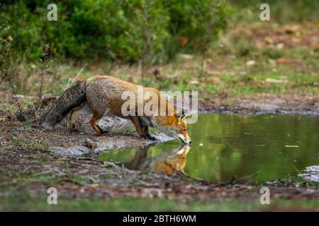 Italien - Nationalpark Abruzzen - Berg Marsicani - Fuchs - ( Vulpes vulpes ) Stockfoto