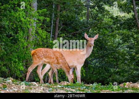 Hirsche Italien - Nationalpark Abruzzen - Berg Marsicani - Hirsche ( Cervus elaphus ) Stockfoto