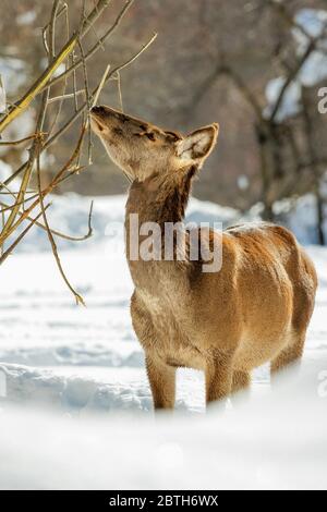 Hirsche Italien - Nationalpark Abruzzen - Berg Marsicani - Hirsche ( Cervus elaphus ) Stockfoto