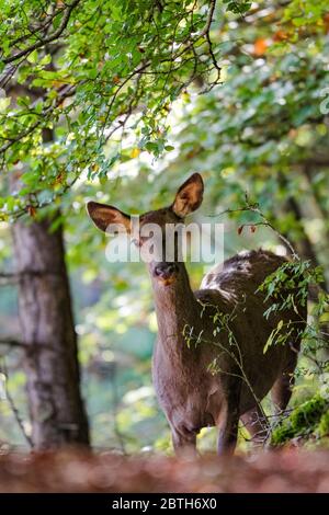 Hirsche Italien - Nationalpark Abruzzen - Berg Marsicani - Hirsche ( Cervus elaphus ) Stockfoto