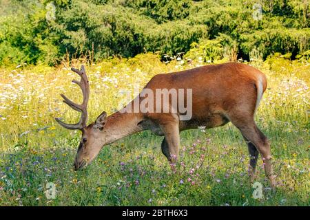 Italien - Nationalpark Abruzzen - Berg Marsicani - Hirsche ( Cervus elaphus ) Stockfoto