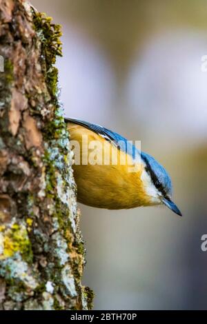 Italien - Nationalpark Abruzzen - Berg Marsicani - nuthatch (Sitta europaea ) Stockfoto