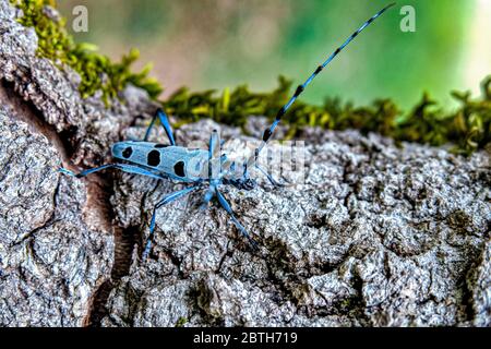 Italien - Nationalpark Abruzzen - Monte Marsicani - Buche cerambice ( Rosalia alpina ) Stockfoto