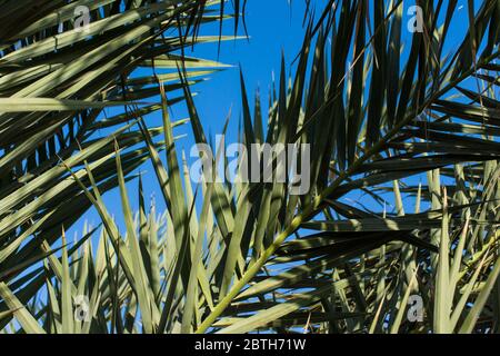 Sonnenstrahlen, die durch die wehenden Palmenzweige und Blätter im sanften Wind eines tropischen Ortes scheinen. Stockfoto