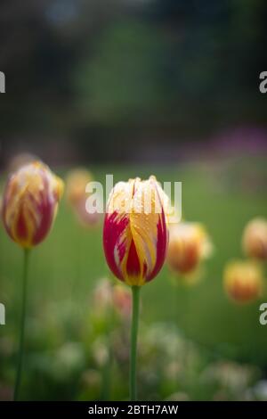 Regentropfen auf einer bunten Tulpe in einem Garten in Schottland Stockfoto