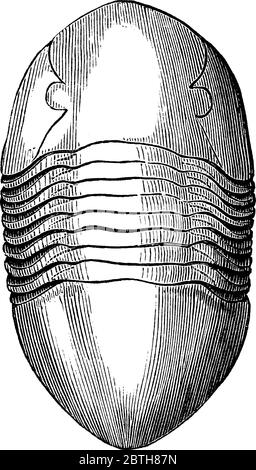 Trilobit, beliebiges Mitglied einer Gruppe ausgestorbener fossiler Arthropoden des Stammes arthropoda. Diese Figur stellt Asaphus Gigas Tribolit, Vintage Linie d dar Stock Vektor