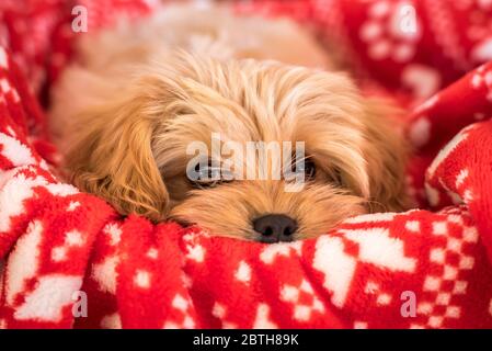 Niedlichen Cavapoochon Welpen, Blick auf die Kamera. Das Bild fokussiert auf das Gesicht. Das Tier hat goldfarbenes Fell und liegt auf einem leuchtend roten, flauschigen Stockfoto