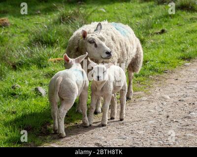 Teil Beltex Schafe mit zwei Lämmern auf einem Bauernhof, Highland Region, Schottland Stockfoto