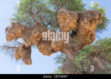 Nest des geselligen Webers (Philetairus socius) in Kameldornbaum (Vachellia erioloba) Kgalagadi Transfrontier Park, Northern Cape, Südafrika. Stockfoto