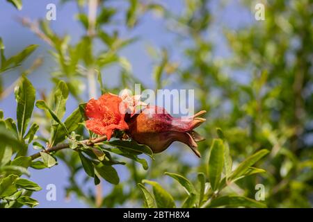 Junge unreife Früchte und Granatapfel blühen auf einem Hintergrund von grünem Laub und blauem Himmel Stockfoto